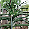Aloe bainessii