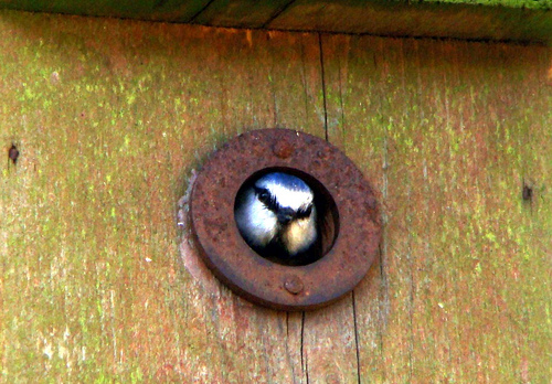 blue tit poking it's head out of a hole by Theresa Gunn