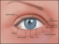 دسترګوپردې