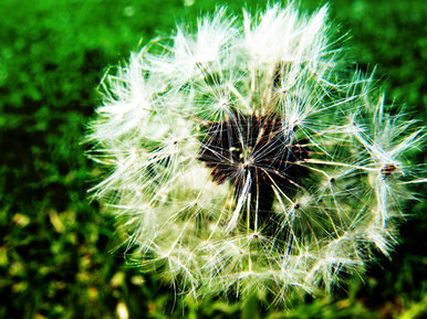 Dandelion.