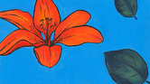 Orange Lily