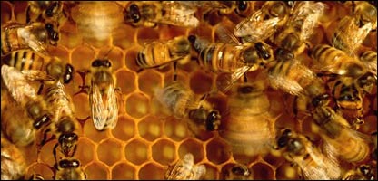 زنبور ها