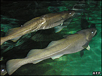 Cod at a Norwegian fish farm