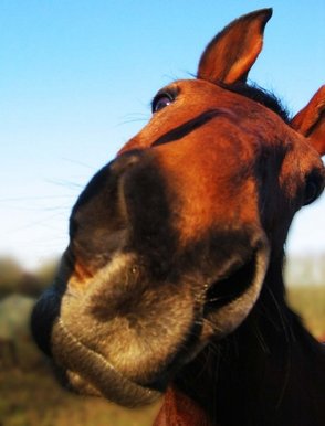 How close can I get?