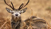 Resting stag, Glen Etive