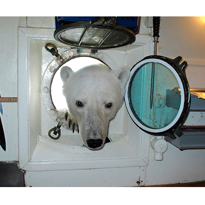 Polar Bear [image copyright Andy Rouse]