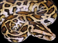 کينيايي مار