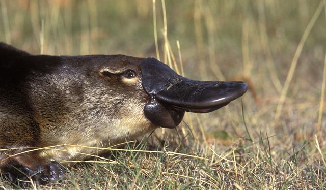 Duck-billed platypus (image: Dave Watts / NPL)