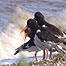Wembury (Image: Birds on beach)