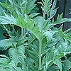 Cynara cardunculus