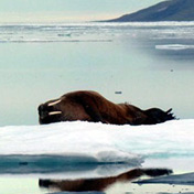 A walrus relaxes on an iceberg