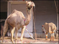 قربانی کا اُونٹ