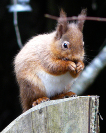 Red squirrel at feeder