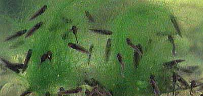 tadpoles