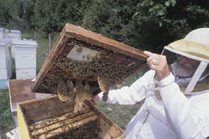 Beekeeper