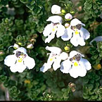 Prostanthera Cuneata