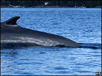 Fin whale