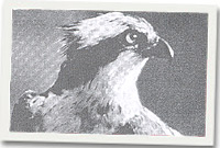 Gwalch y Pysgod - RSPB