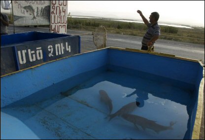 Ermenistan'ın sınırdaki Armaş köyündeki bir balık satıcısı