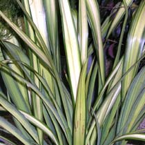 Phormium 'Cream Delight'