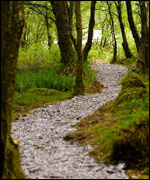 Woodland path