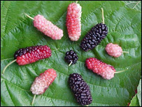 دتوتانو مېله