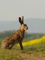 Hare