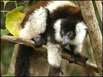 O lêmure 'Varecia variegata'. Foto: Edward E. Louis Jr.