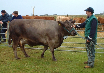 A Fine Cow at the Sanday Show 2007. A Fine Cow at the Sanday Show 2007.