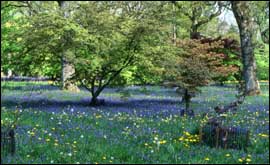 Trees and bluebells