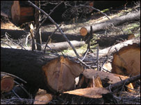 وهل شوى ځنگل