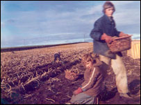 Tattie howkin' in the 1970s