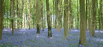 Bluebells at West Woods, near Marlborough