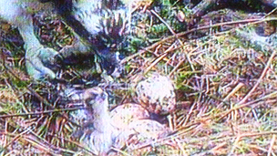 osprey chick hatches at Glaslyn