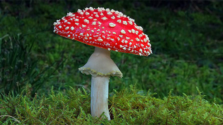 A fly agaric fungi by Mike Warburton