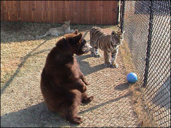 Baloo, Shere Khan e Leo. Foto: noahs-ark.org - Locust, GA