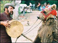 Urso na Sérvia (foto: Arka)