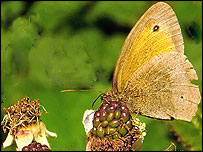 At Doulton Clay Pit, by By Mike Jemmett