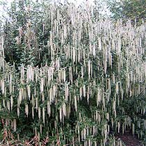 Garrya elliptica
