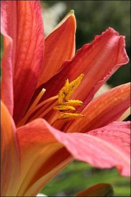 Red lily