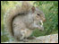 Squirrel at Gawton's Well