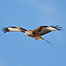 Red Kite (Image: Gigrin Farm)