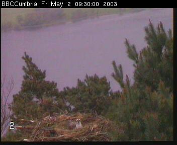 BBC Cumbria osprey gallery