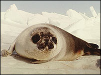 Canadian harp seal