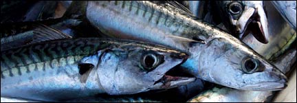 Mackerel