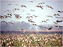 Abbey Farm geese c/o Abbey Farm Organics