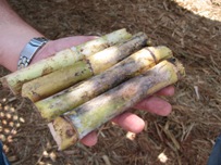 Etanolul din trestie de zahăr este un combustibil regenerabil