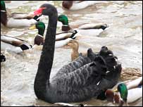 Black Swan @ Fairburn Ings