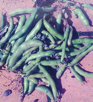 broad beans