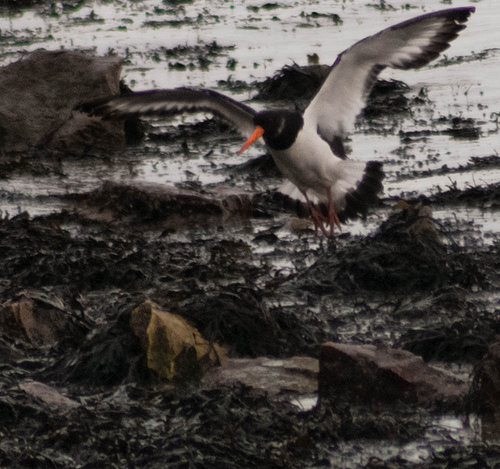 landing zone